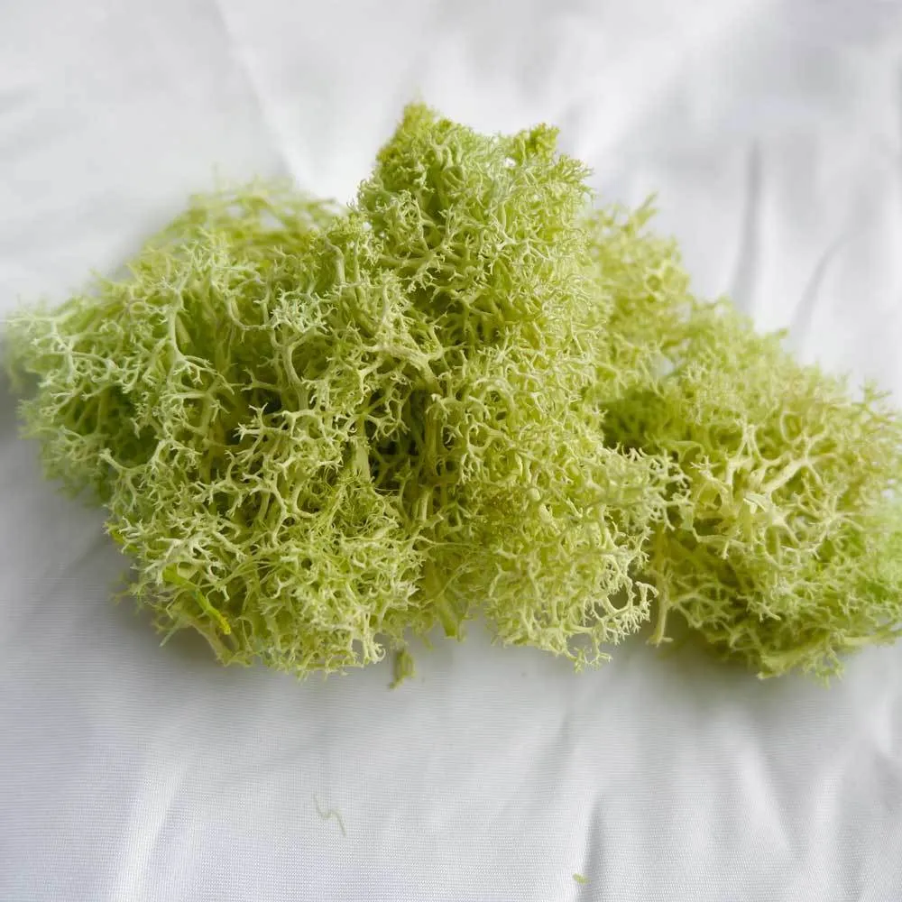 100g Natural Eternal Dried Moss For Plants Artificial Reindeer Moss For  Flower Plant Artificial Plants Garden Lawn Nature Crafts T200509 From  Xue009, $11.48